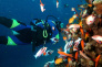 Red Sea Experience (Snorkeling) & Diving tours in Aqaba Jordan  06