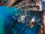 Red Sea Experience (Snorkeling) & Diving tours in Aqaba Jordan  08