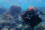 Red Sea Experience (Snorkeling) & Diving tours in Aqaba Jordan