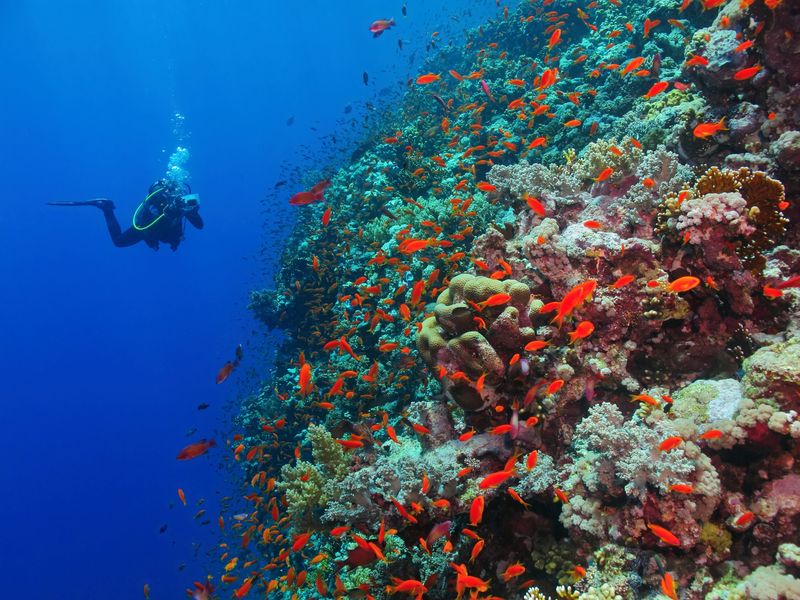 Plongée et snorkeling à Aqaba (facultatif)