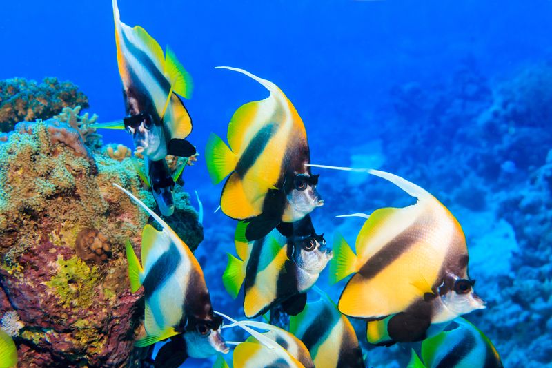 Circuit de plongée sous-marine et activités nautiques de 10 jours et 09 nuits