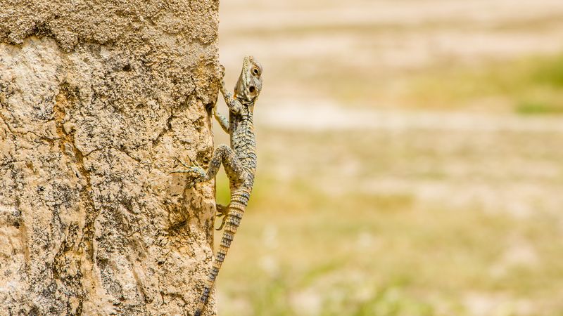 Percorsi/tour facoltativi a Dana e Feynan