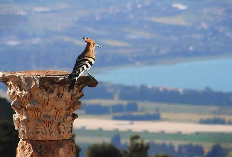 Tour di 10 giorni e 9 notti di birdwatching in Giordania