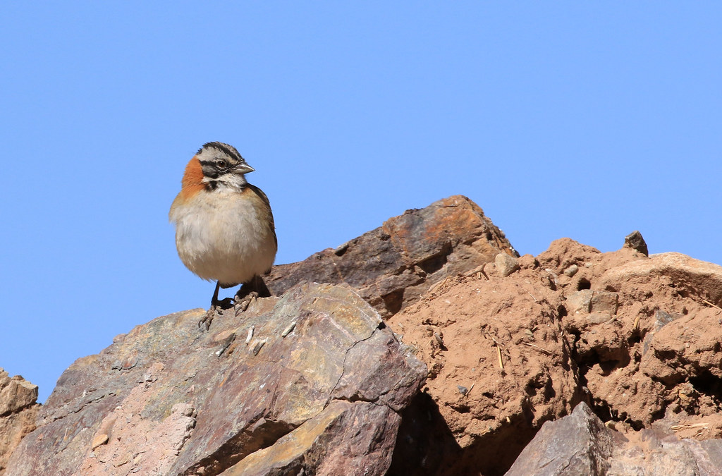 Circuit d'observation des oiseaux en Jordanie de 10 jours et 9 nuits