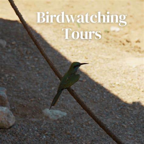 Tour di 10 giorni e 9 notti di birdwatching in Giordania