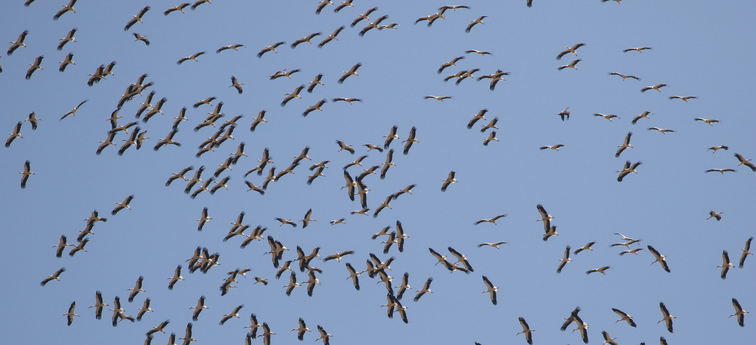 Tour di 10 giorni e 9 notti di birdwatching in Giordania