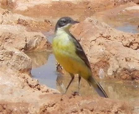 Circuit d'observation des oiseaux en Jordanie de 10 jours et 9 nuits