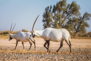 Excursion d'une journée aux châteaux du désert oriental, à la réserve Shaumari et aux zones humides d'Azraq au départ d'Amman (AC-JHT-015)