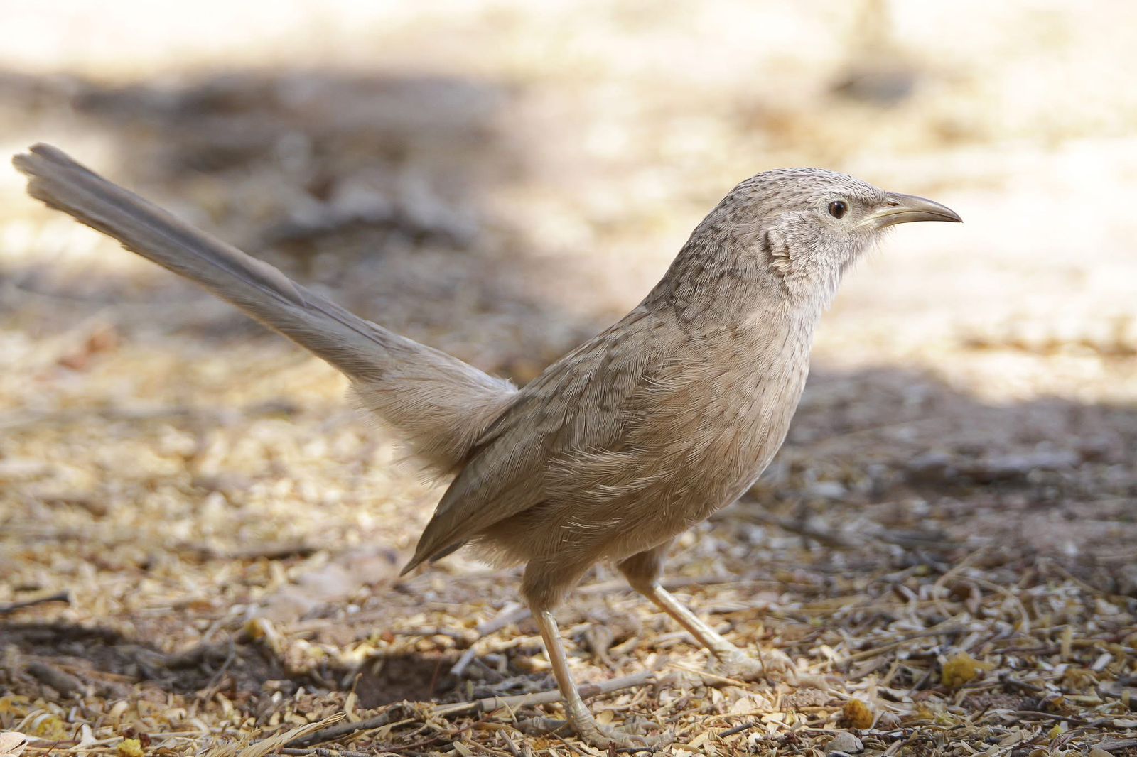 Bird watching tour in Jordan with migratory birds and natural habitats