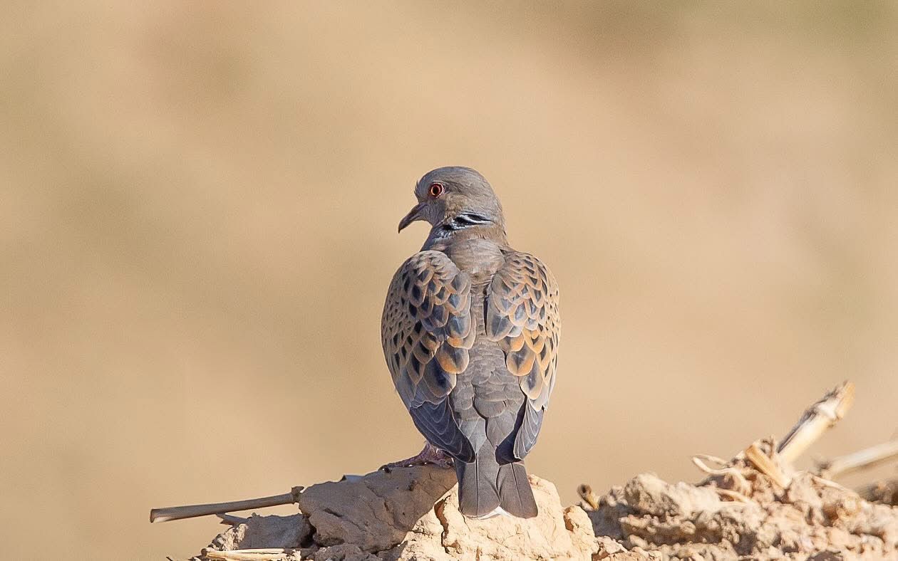Eco tourism bird watching photo from Jordan nature sites