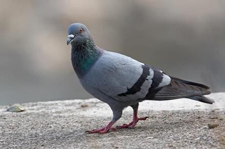 Jordan wildlife tour photo for bird watching enthusiasts