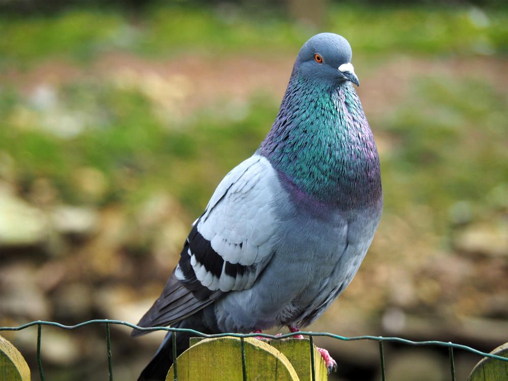 Bird watching tour in Jordan with migratory birds and natural habitats