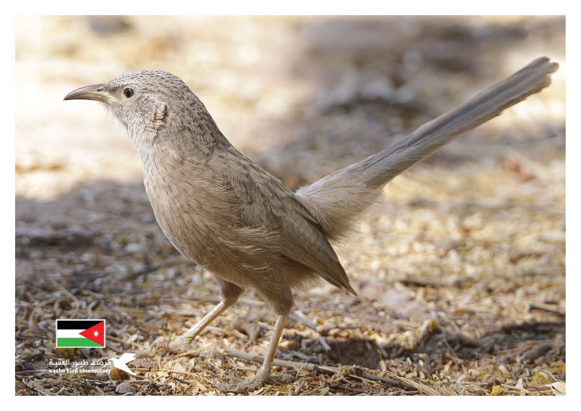 Jordan birdlife and wildlife watching travel experience