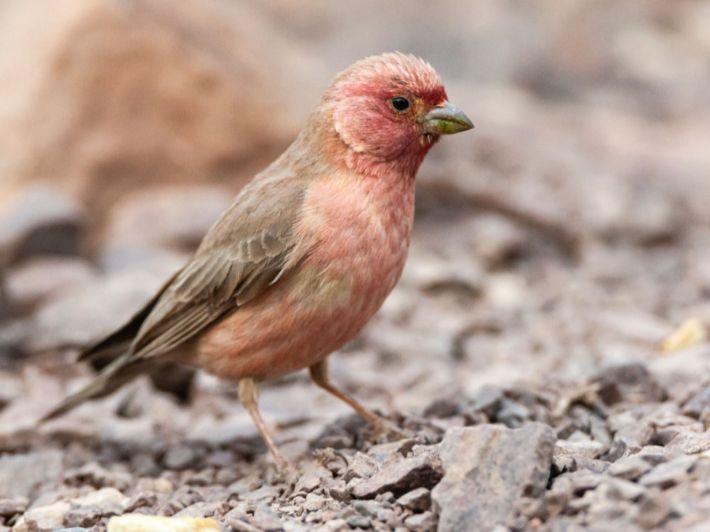 Migratory birds and nature photography in Jordan