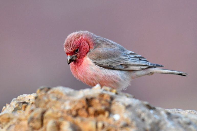 Bird watching destination in Jordan along migration routes