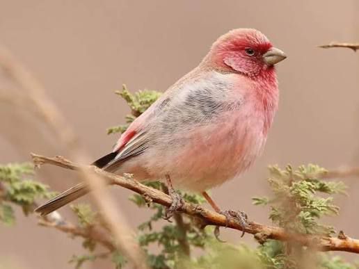 Jordan wildlife tour photo for bird watching enthusiasts