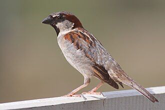 Bird watching tour in Jordan with migratory birds and natural habitats