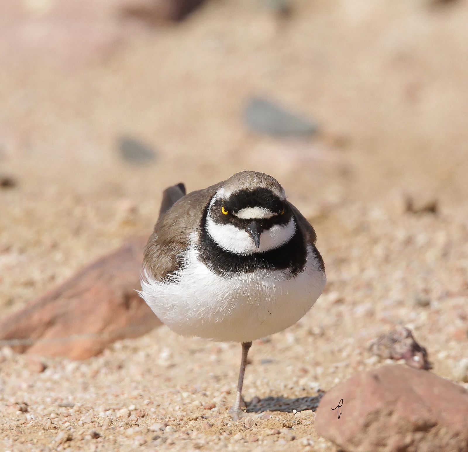 Migratory birds and nature photography in Jordan