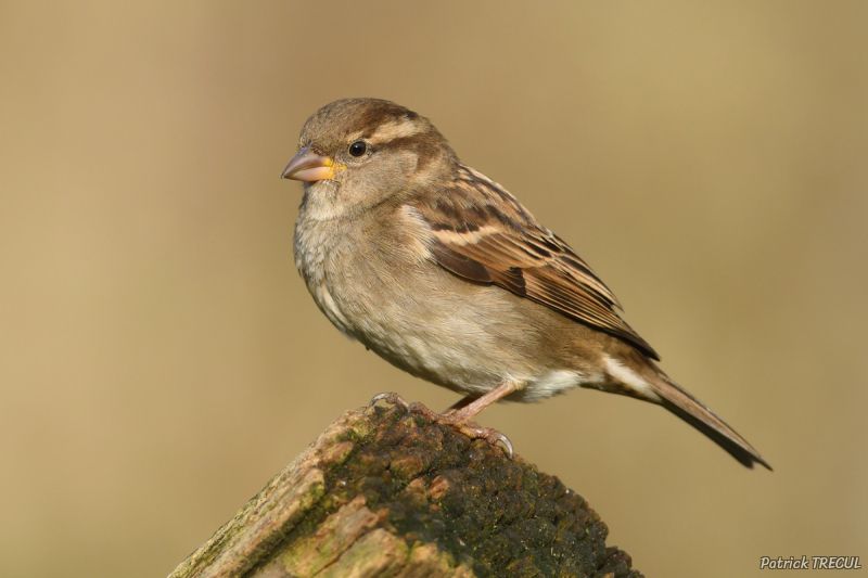 Jordan birdlife and wildlife watching travel experience