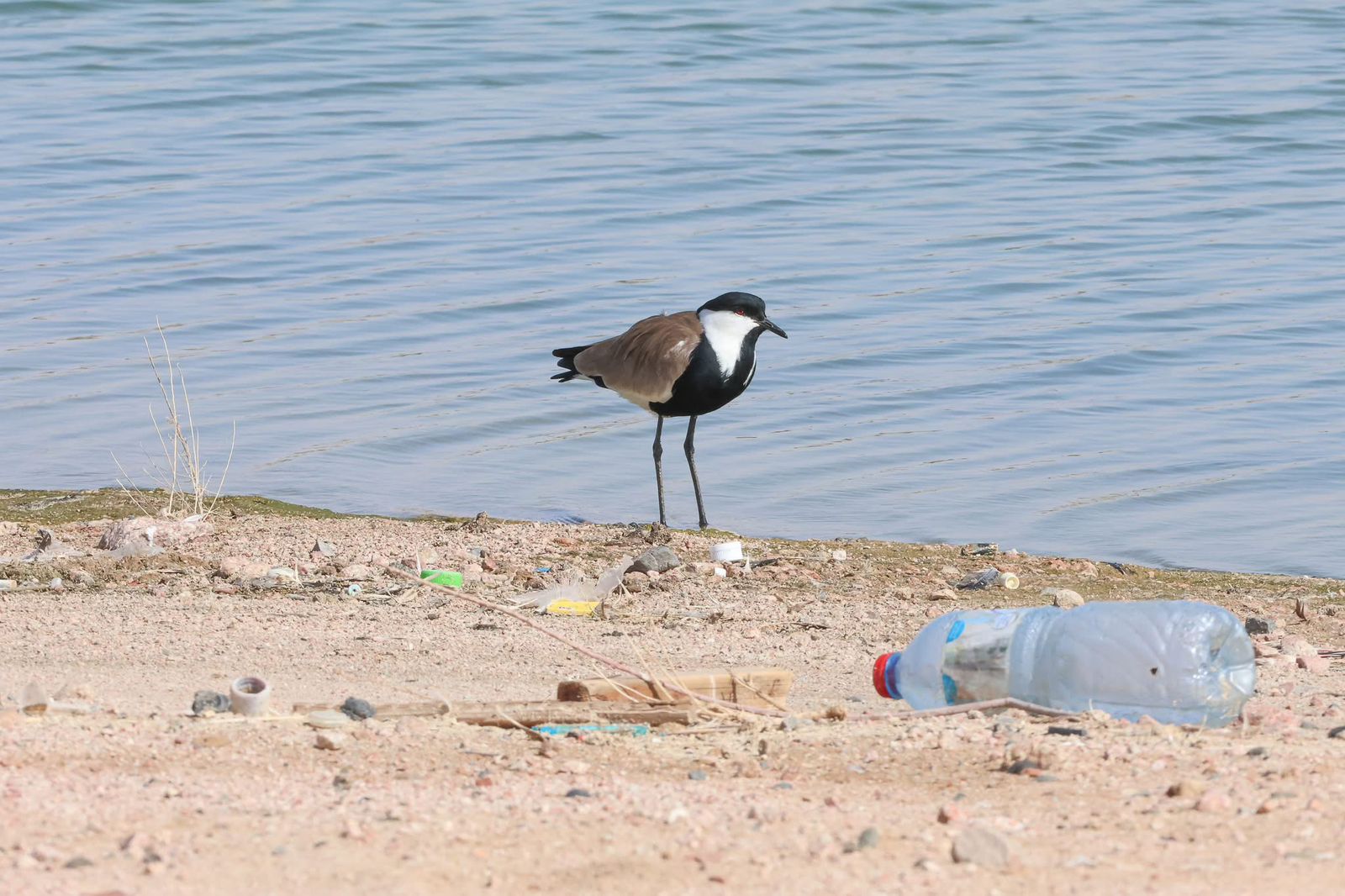 Migratory birds and nature photography in Jordan