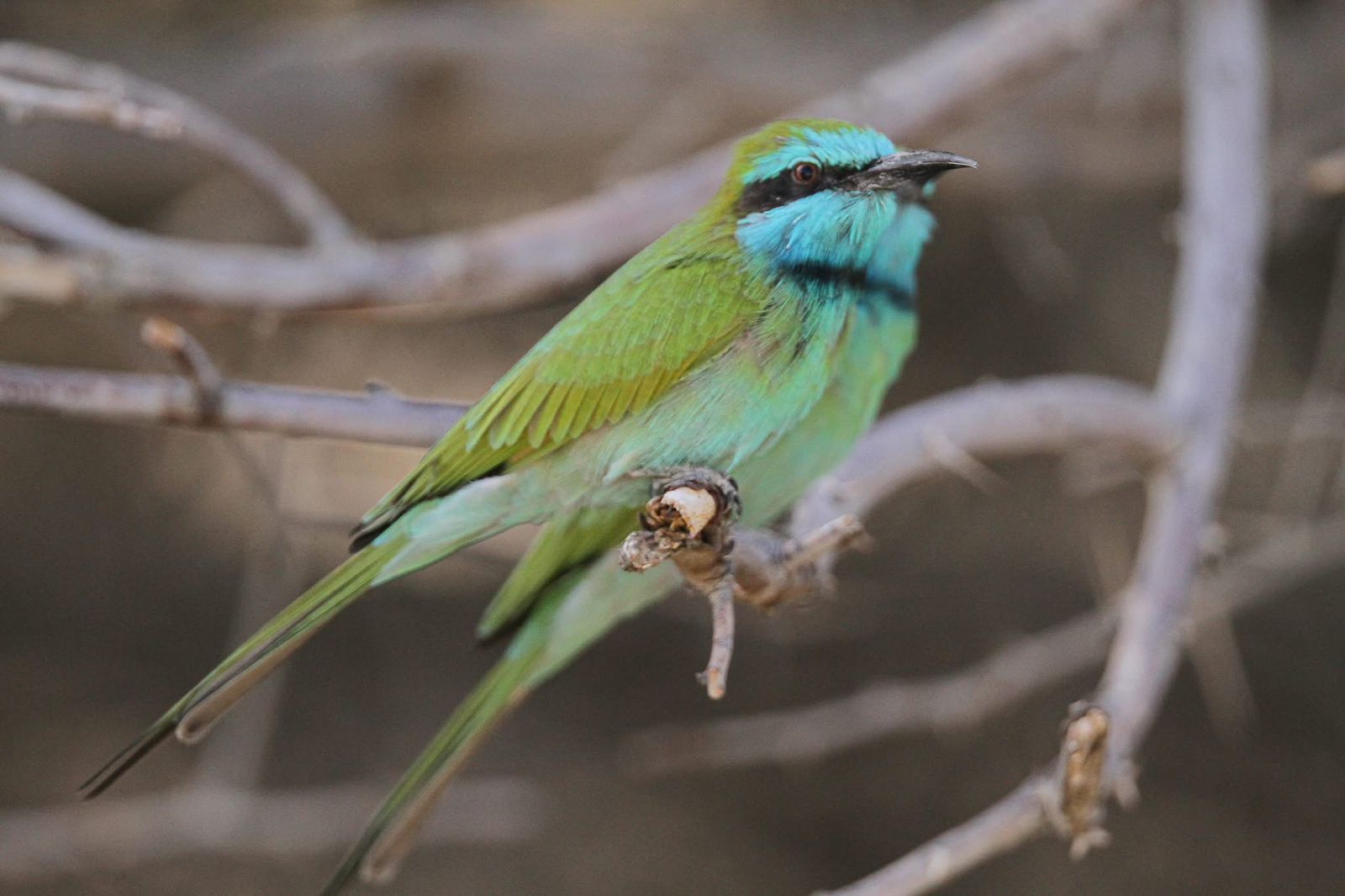 Eco tourism bird watching photo from Jordan nature sites