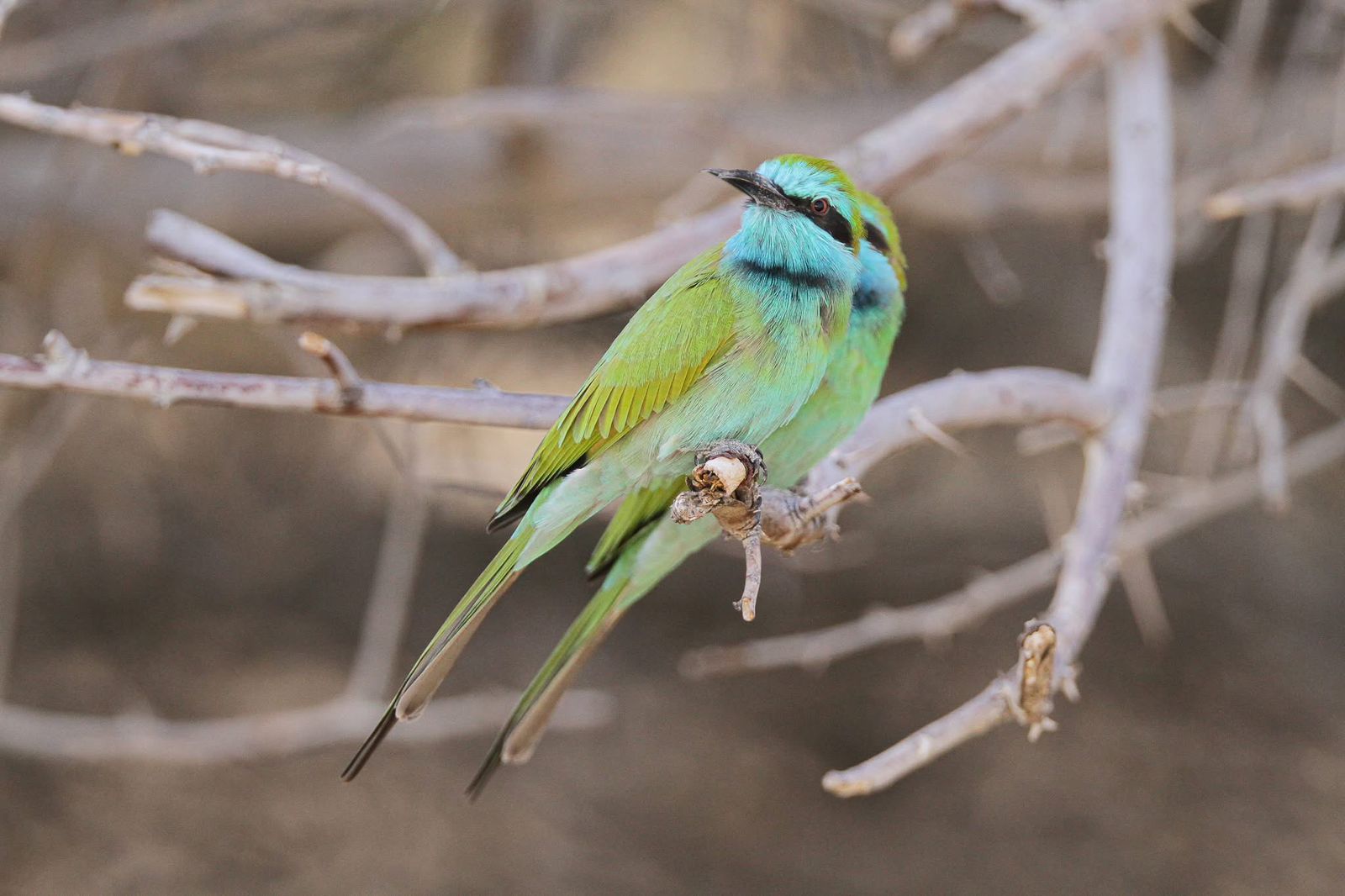 Bird watching destination in Jordan along migration routes