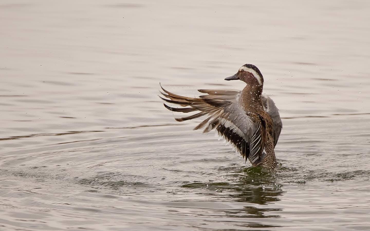 Eco tourism bird watching photo from Jordan nature sites