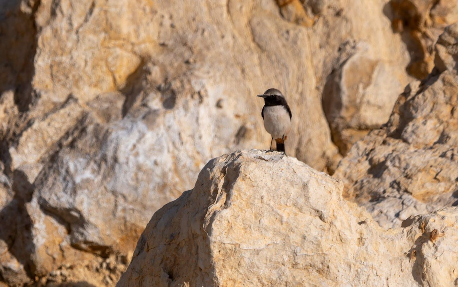 Jordan wildlife tour photo for bird watching enthusiasts