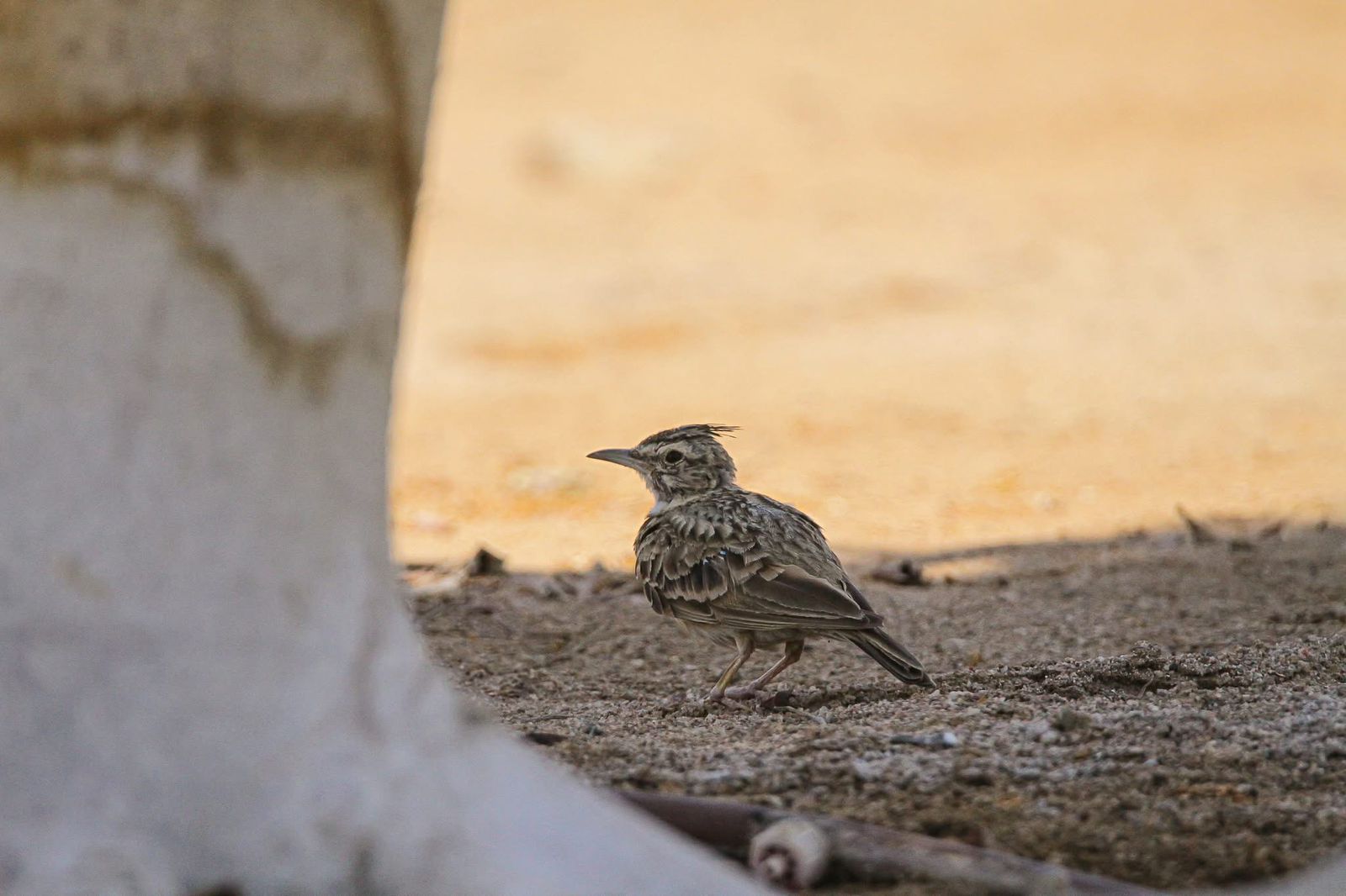 Bird watching tour in Jordan with migratory birds and natural habitats