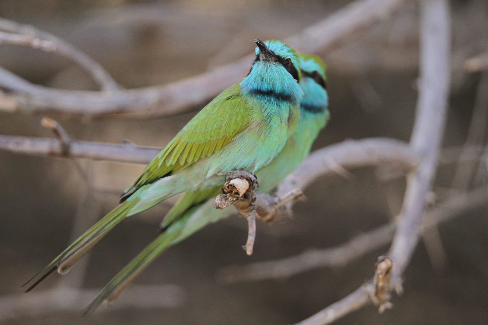 Jordan birdlife and wildlife watching travel experience
