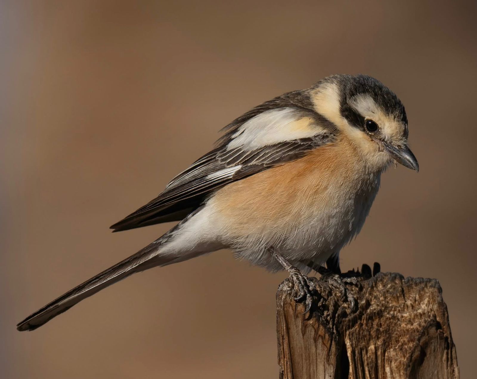 Migratory birds and nature photography in Jordan