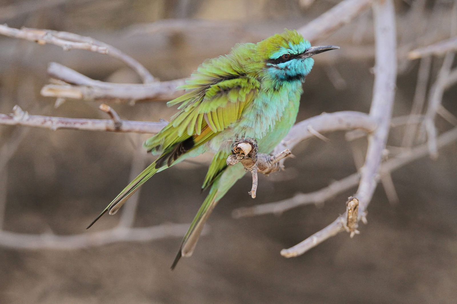 Bird watching destination in Jordan along migration routes