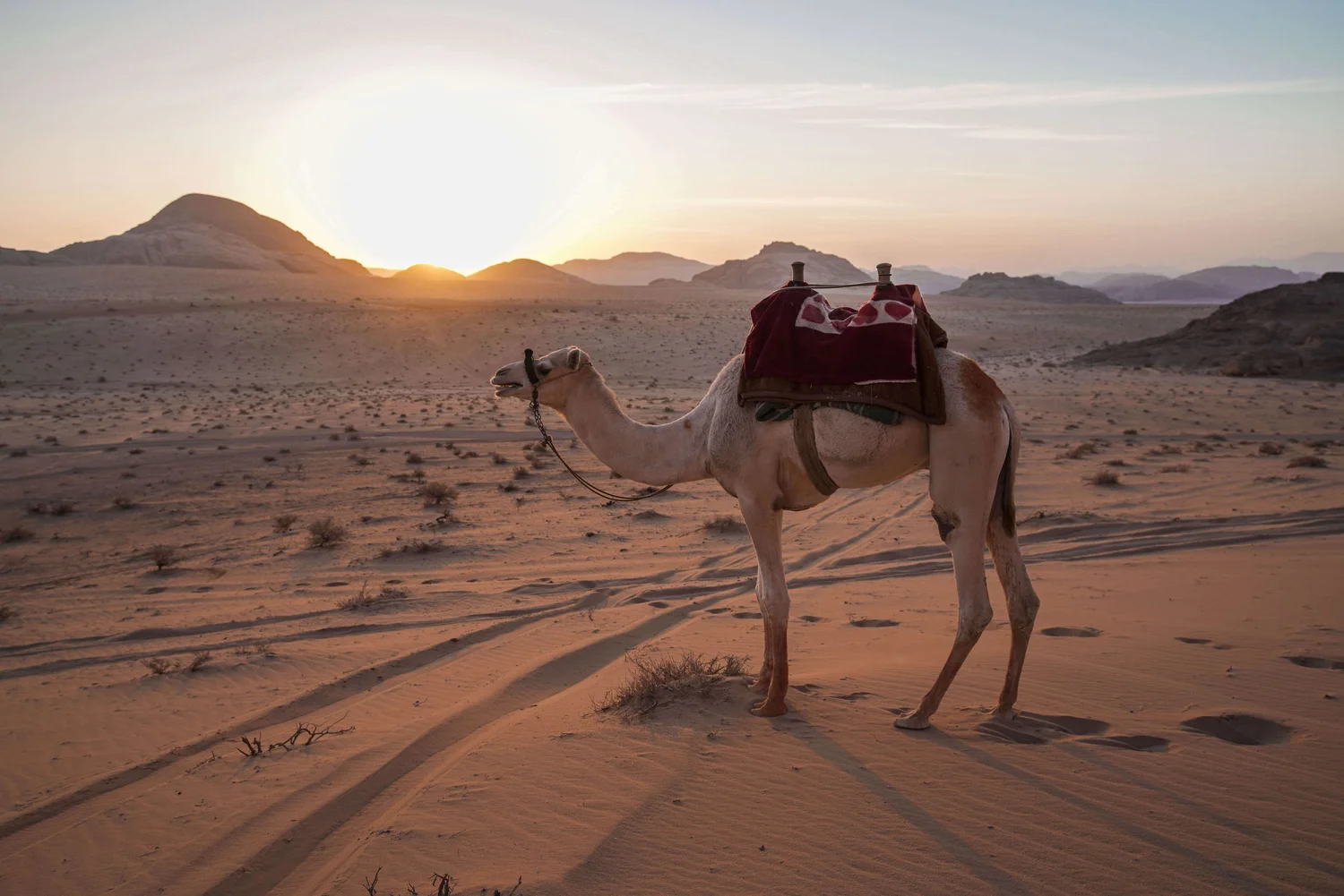 Paseo en camello en Petra y Wadi Rum, experiencia de viaje por el desierto de Jordania 19