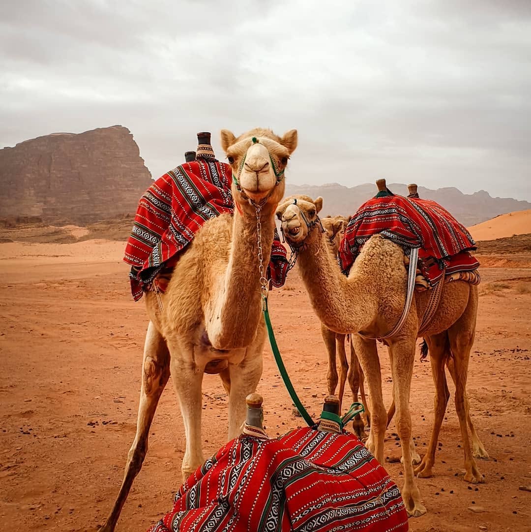 Paseo en camello en Petra y Wadi Rum, experiencia de viaje por el desierto de Jordania 4