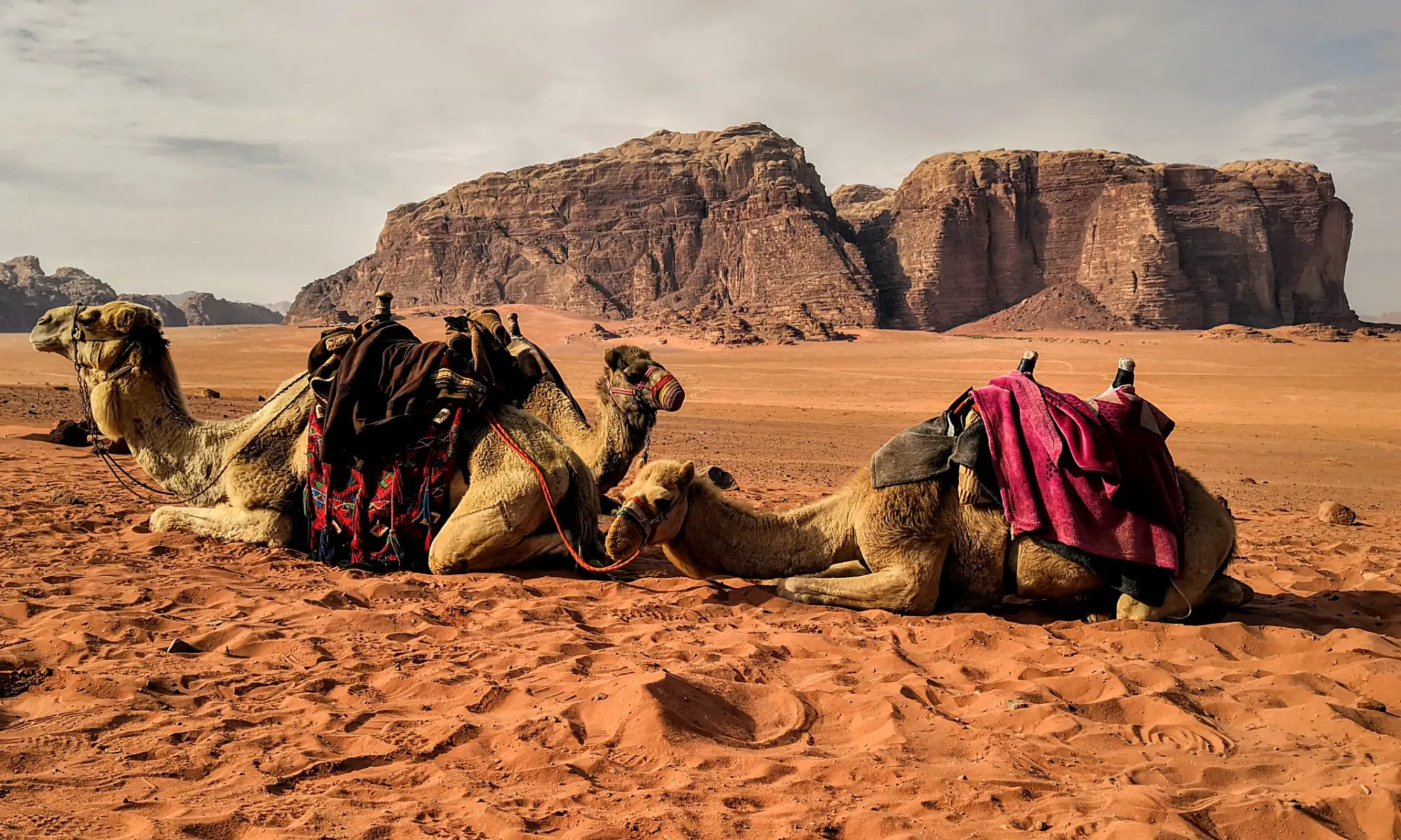 Paseo en camello en Petra y Wadi Rum, experiencia de viaje por el desierto de Jordania 7