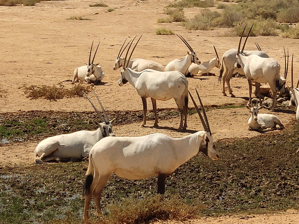 Naturerlebnis für Familien im Shaumari-Wildreservat in Jordanien