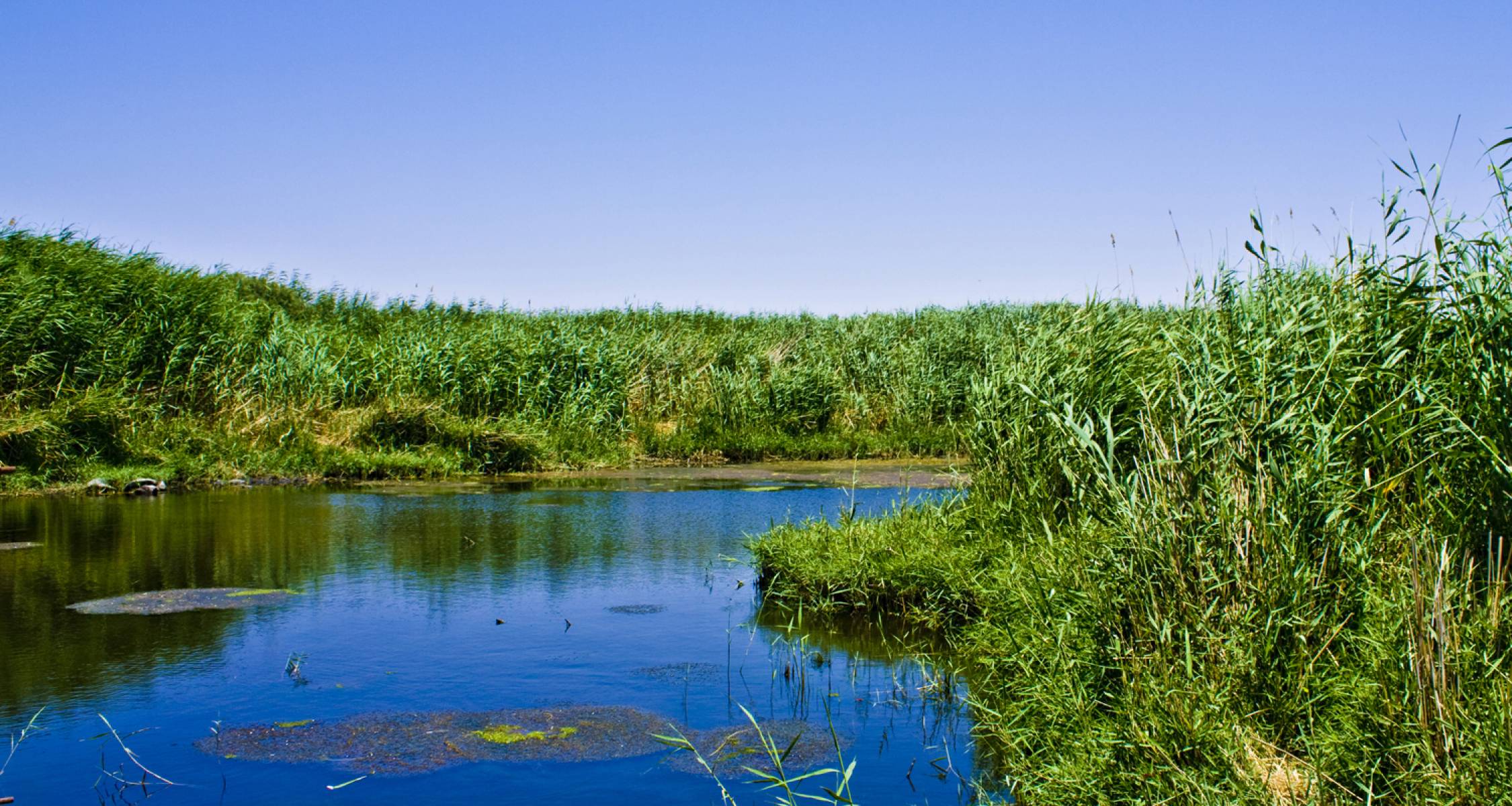 Wildlife conservation landscape in eastern Jordan