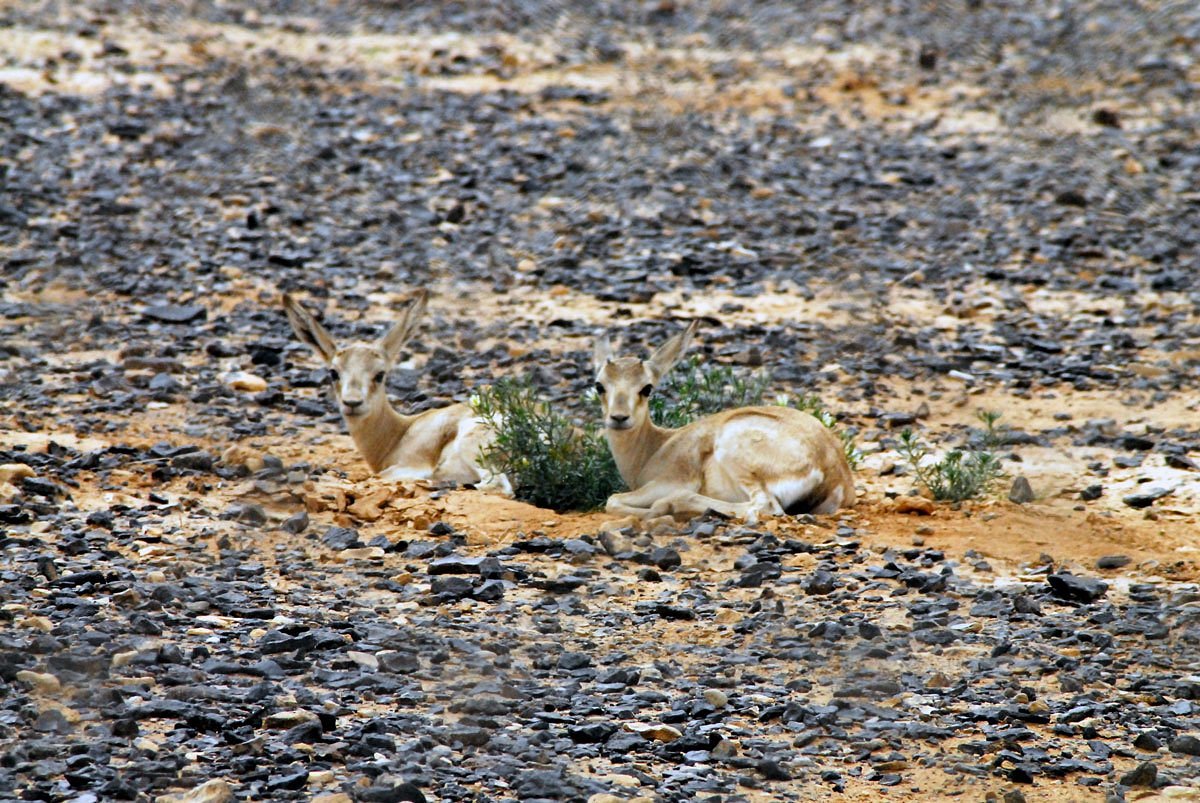 Shaumari Reserve travel photo with desert nature and animals