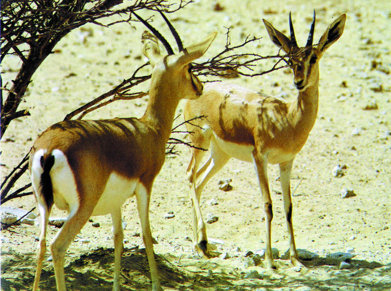 Nature and biodiversity experience at Shaumari Wildlife Reserve