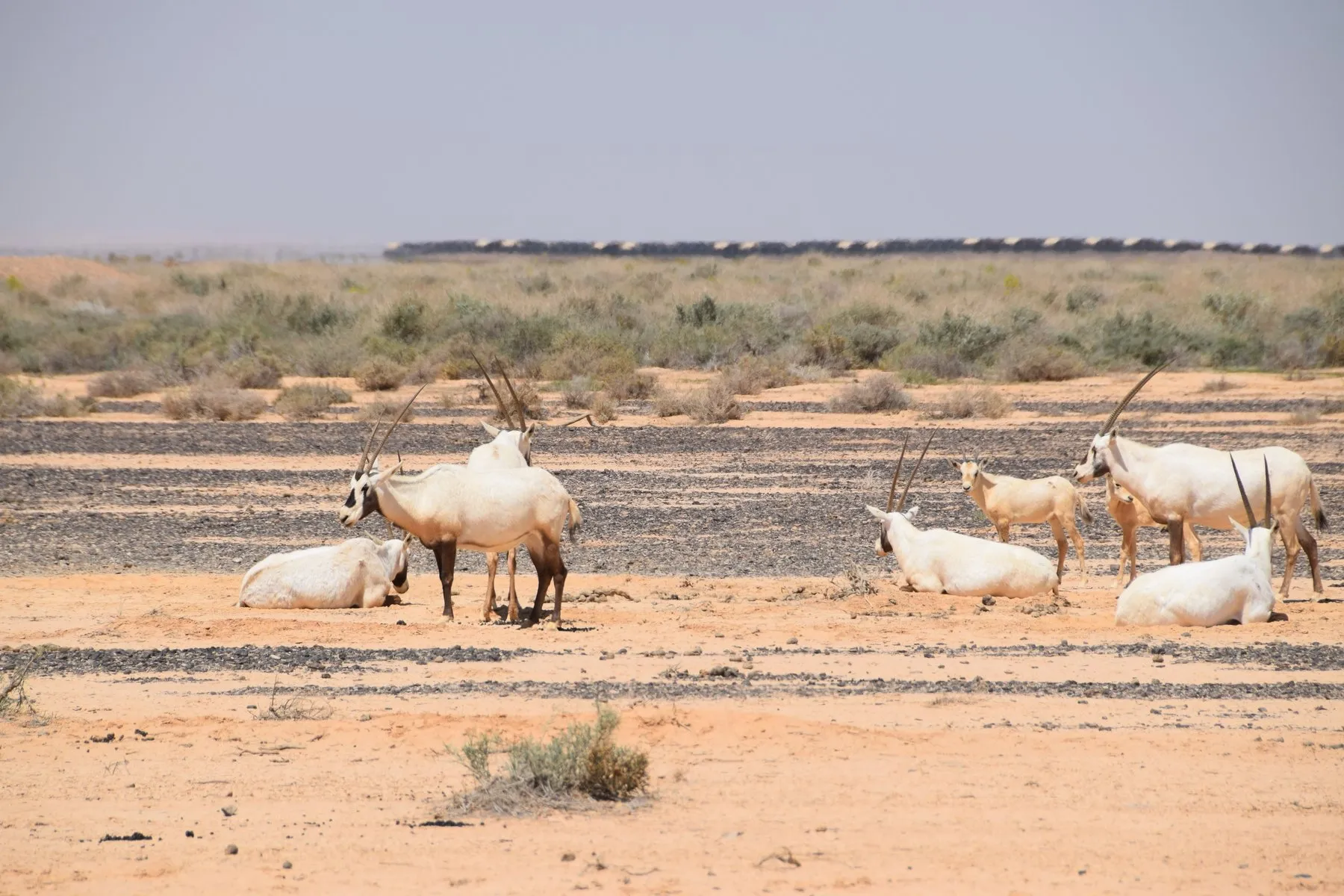 Shaumari Wildlife Reserve and desert conservation in Jordan