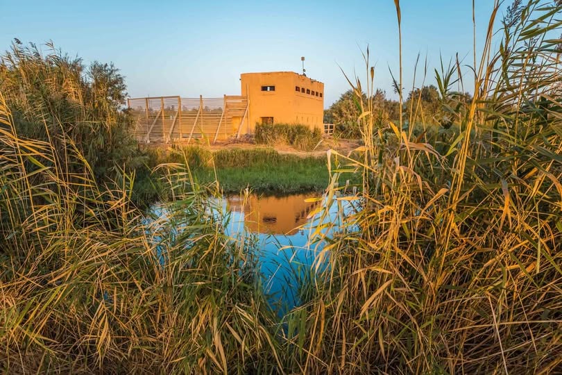 Rare wildlife and natural desert habitat at Shaumari Reserve