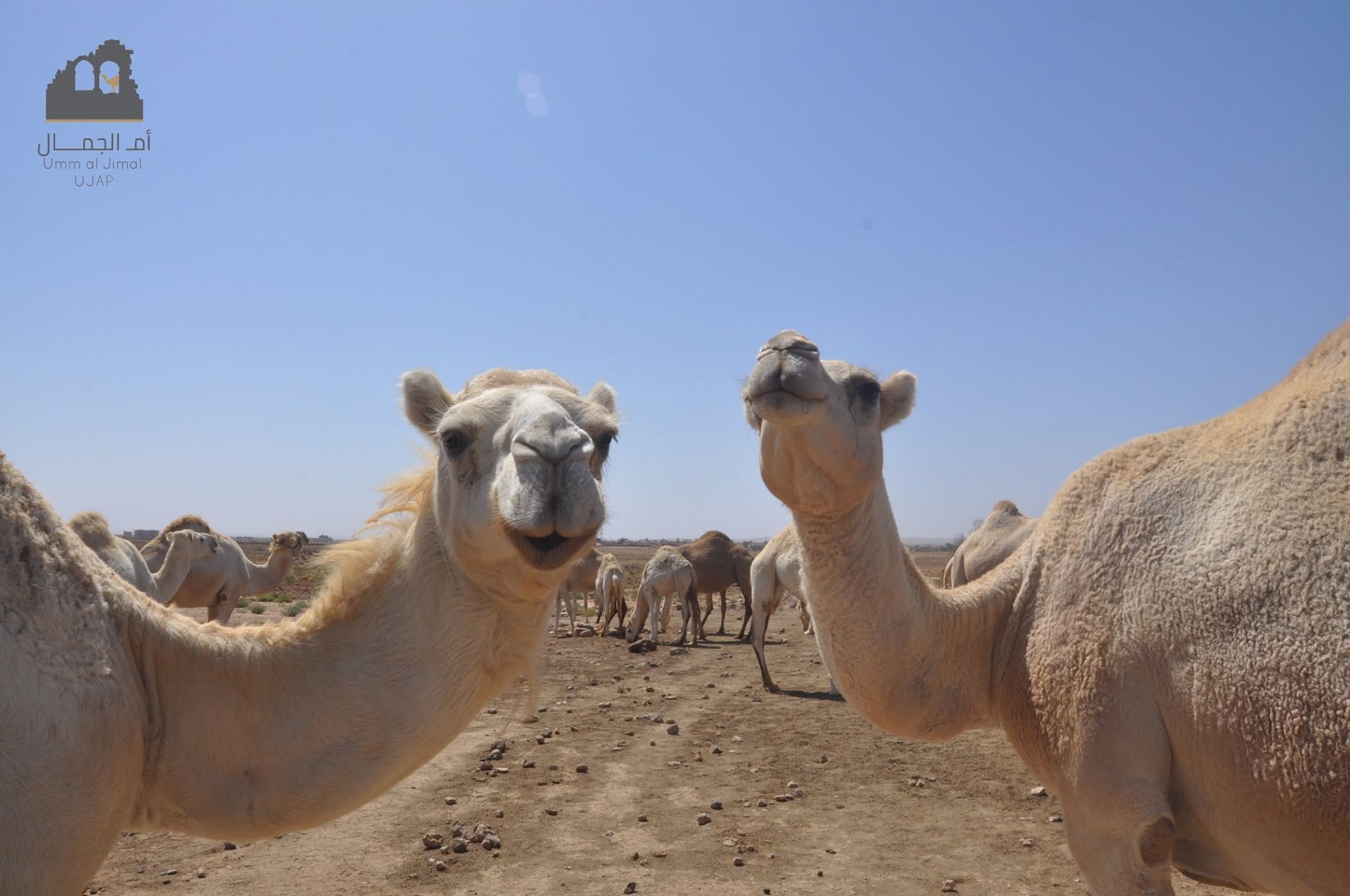 Fotografía de viaje a Jordania desde el sitio arqueológico de Umm Al Jimal.