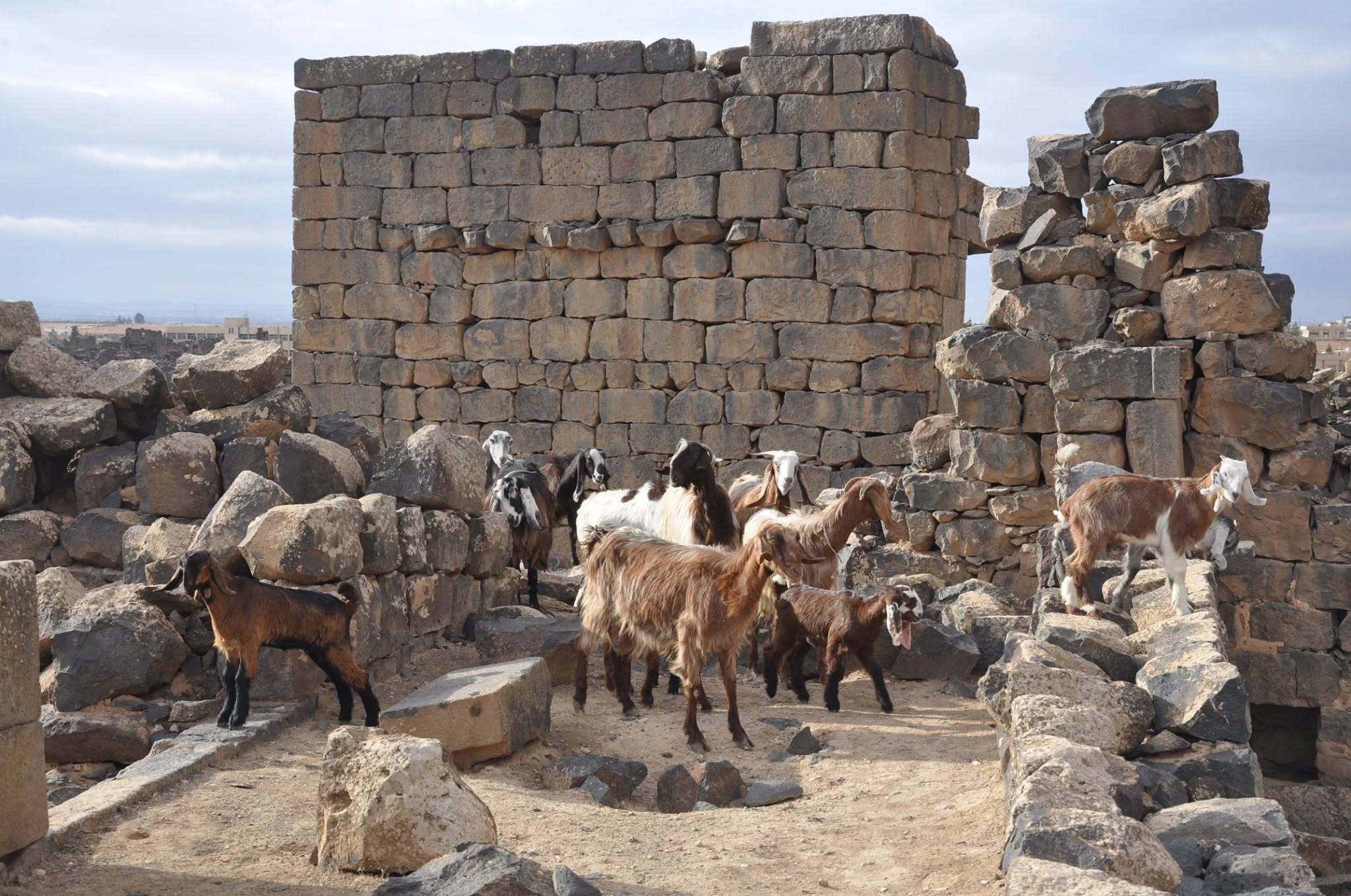 Antigua ciudad desértica de Umm Al Jimal con restos romanos y bizantinos