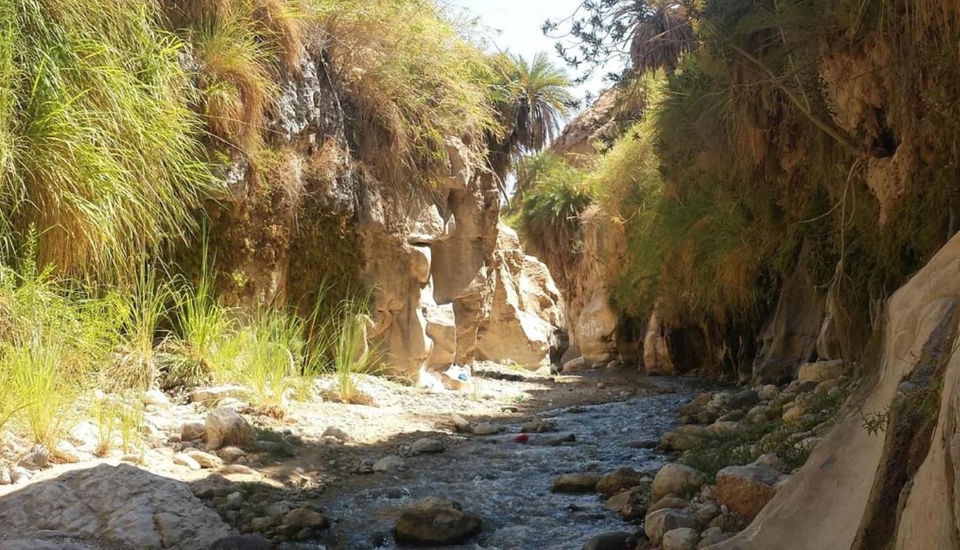 Wadi Ibn Hammad Jordan water canyon with lush vegetation and dramatic rock walls